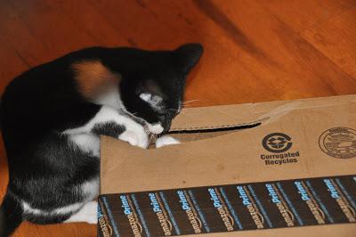 2 Kittehs + 1 Cardboard Box