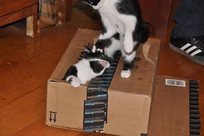 2 Kittehs + 1 Cardboard Box