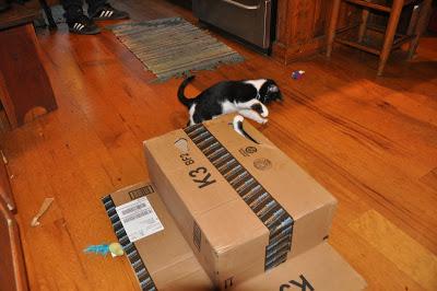 2 Kittehs + 1 Cardboard Box