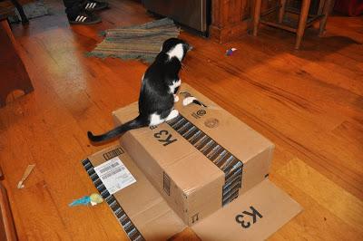 2 Kittehs + 1 Cardboard Box