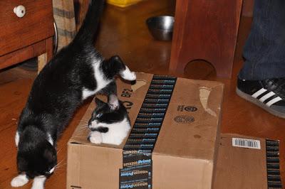 2 Kittehs + 1 Cardboard Box