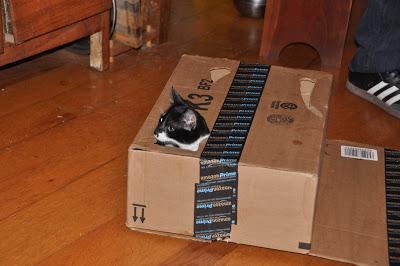 2 Kittehs + 1 Cardboard Box