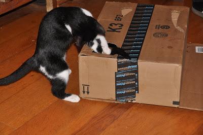 2 Kittehs + 1 Cardboard Box