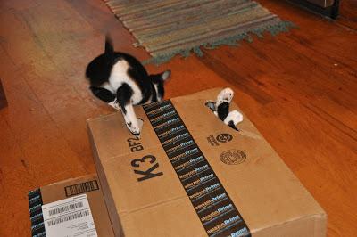 2 Kittehs + 1 Cardboard Box