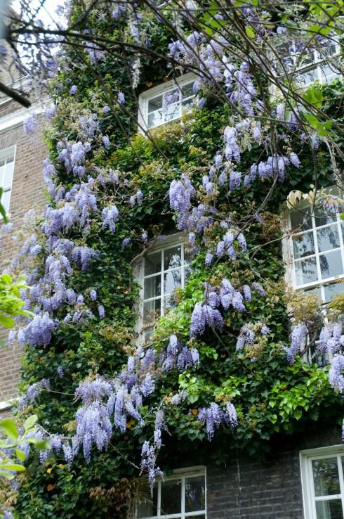 Wisteria with Ivy in Chelsea 2