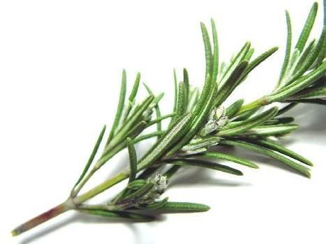Health Benefits of the Herbal Rosemary