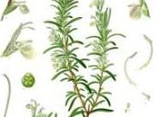 Discover Many Health Benefits Herbal Rosemary