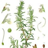 Discover the Many Health Benefits of the Herbal Rosemary
