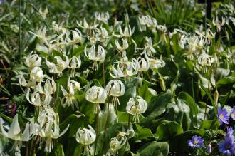 Erythronium californicum (21/04/2013, Kew Gardens, London)