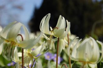 Erythronium californicum Flower (21/04/2013, Kew Gardens, London)