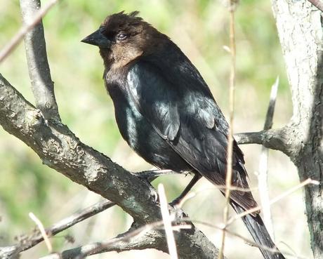 brown headed cow bird - -- thicksons woods meadow - whitby - ontario