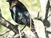 Brown-Headed Cowbird Sighted Thickson’s Woods Whitby