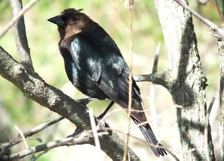 brown headed cow bird -gives me a look -  thicksons woods meadow - whitby - ontario
