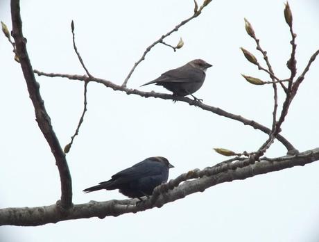 two brown headed cow bird - in tree together - ontario
