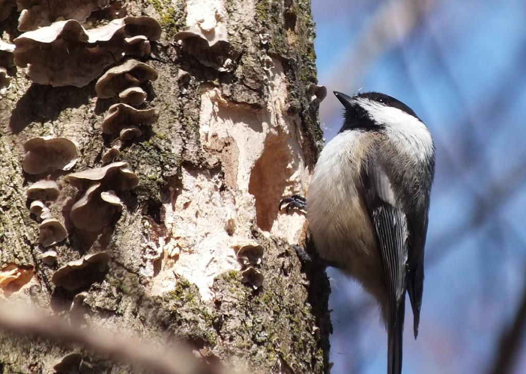 Black-capped chickadee on tree beside roosting holes - thicksons woods