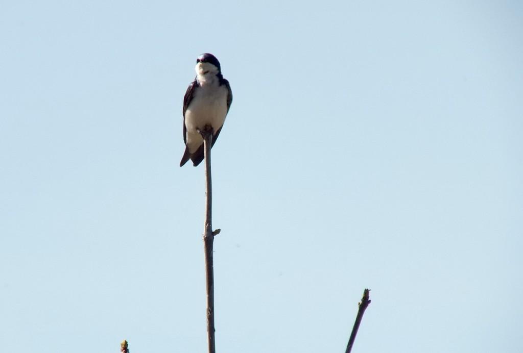 tree swallow - thicksons woods meadow - whitby - ontario