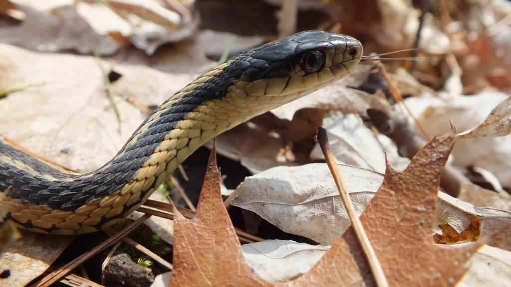 garter snake retracks its tongue  - thicksons woods - whitby