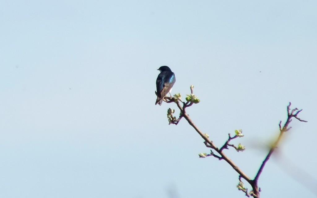 tree swallow - blue back - thicksons woods meadow - whitby - ontario
