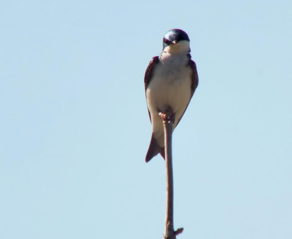 tree swallow - looks at me - thicksons woods meadow - whitby - ontario