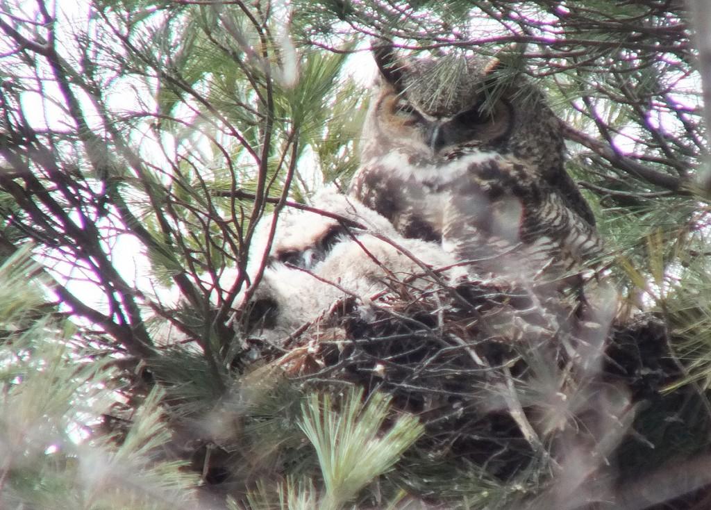 Great Horned Owl mom with two chicks in nest - Thicksons Woods - Whitby - Ontario