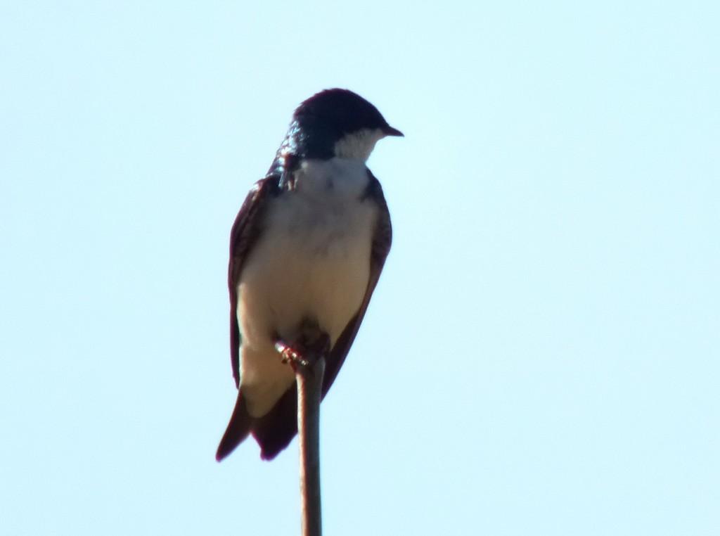 tree swallow - - - thicksons woods meadow - whitby - ontario