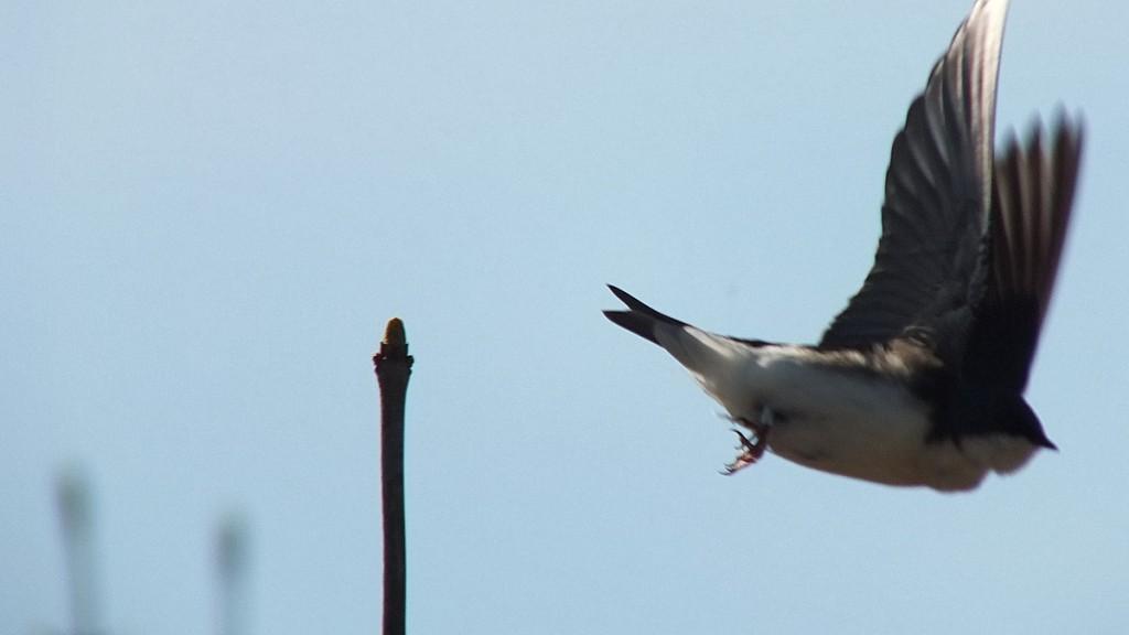 tree swallow - takes flight - thicksons woods meadow - whitby - ontario