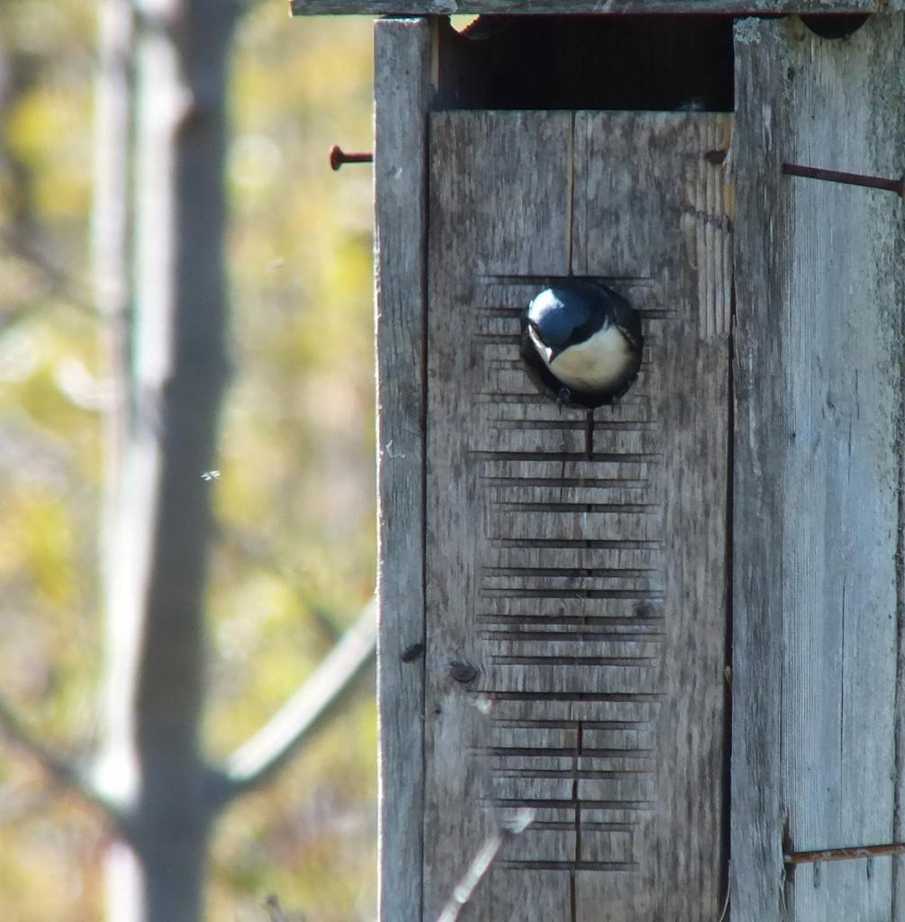 tree swallow - watches flying bug - - thicksons woods meadow - whitby - ontario