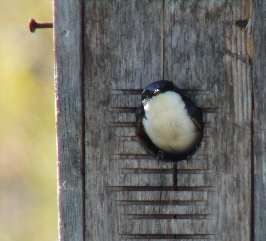 tree swallow - looks at me from bird house - - thicksons woods meadow - whitby - ontario