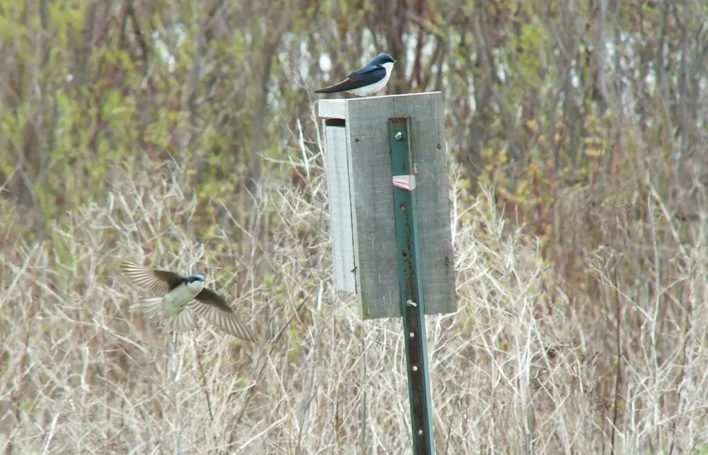 tree swallows - - tommy thompson park - toronto - ontario