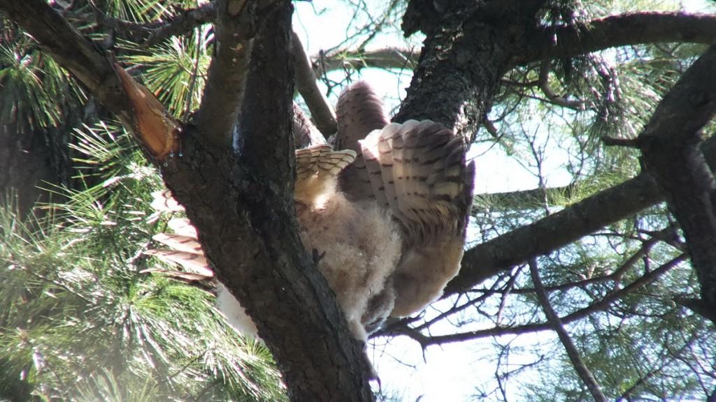Great Horned Owl - baby 1 shakes wings - Thicksons Woods - Whitby - Ontario