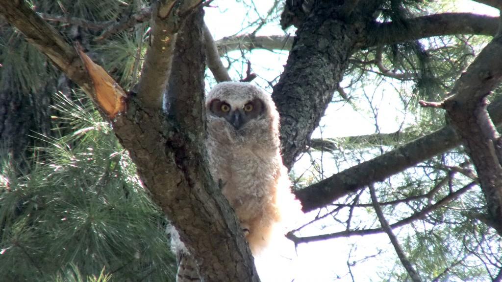 Great Horned Owl - baby 1 looks at me from tree - Thicksons Woods - Whitby - Ontario