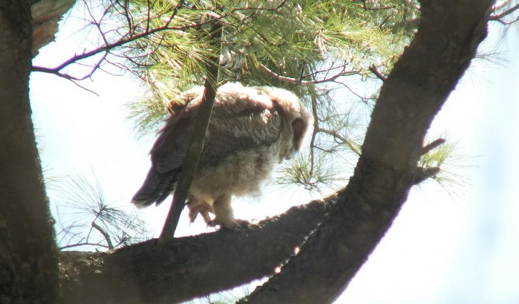 Great Horned Owl - baby 2 walks on lower tree limp - Thicksons Woods - Whitby - Ontario