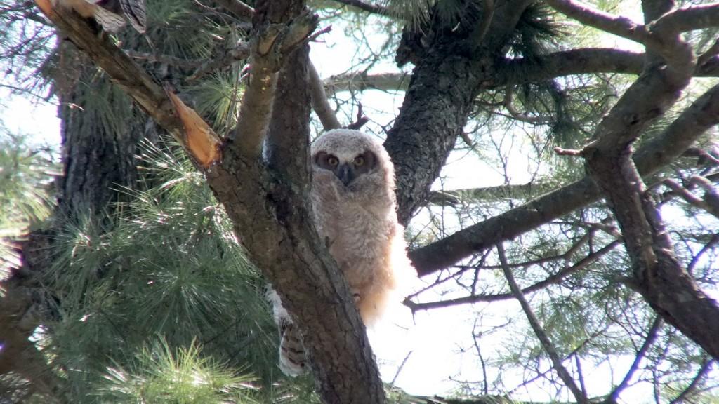 Great Horned Owl - baby 1 looks at me  - Thicksons Woods - Whitby - Ontario