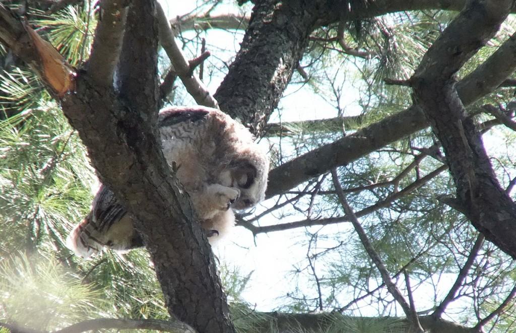 Great Horned Owl - baby 1 cleans feet on tree limp - Thicksons Woods - Whitby - Ontario