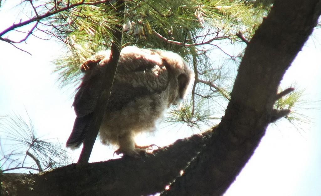 Great Horned Owl - baby 2 on lower tree limp with long nails - Thicksons Woods - Whitby - Ontario