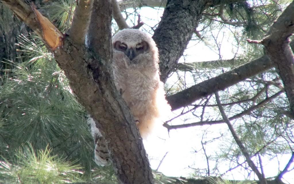 Great Horned Owl - baby 1 closes its eyes - Thicksons Woods - Whitby - Ontario
