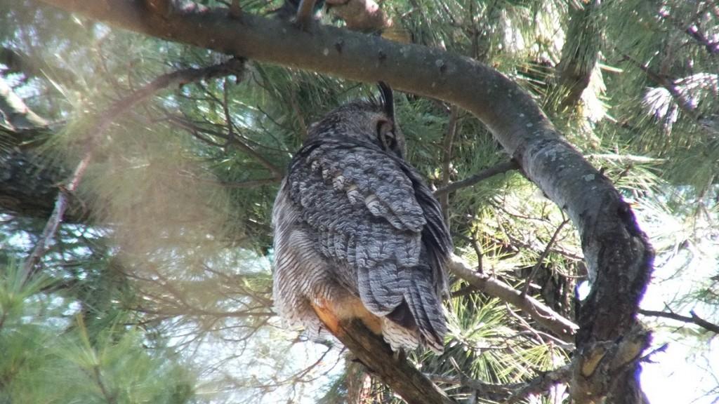 Great Horned Owl - mother looks at babies in tree - Thicksons Woods - Whitby - Ontario