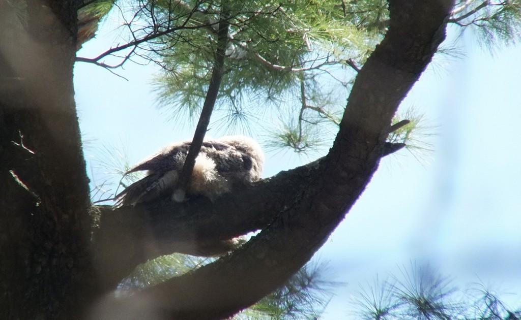Great Horned Owl - baby sleeps on tree limb - Thicksons Woods - Whitby - Ontario