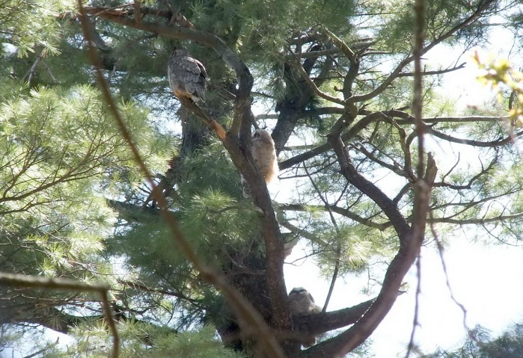 Great Horned Owl - baby 1 and baby 2 sit below mother in tree - Thicksons Woods - Whitby - Ontario
