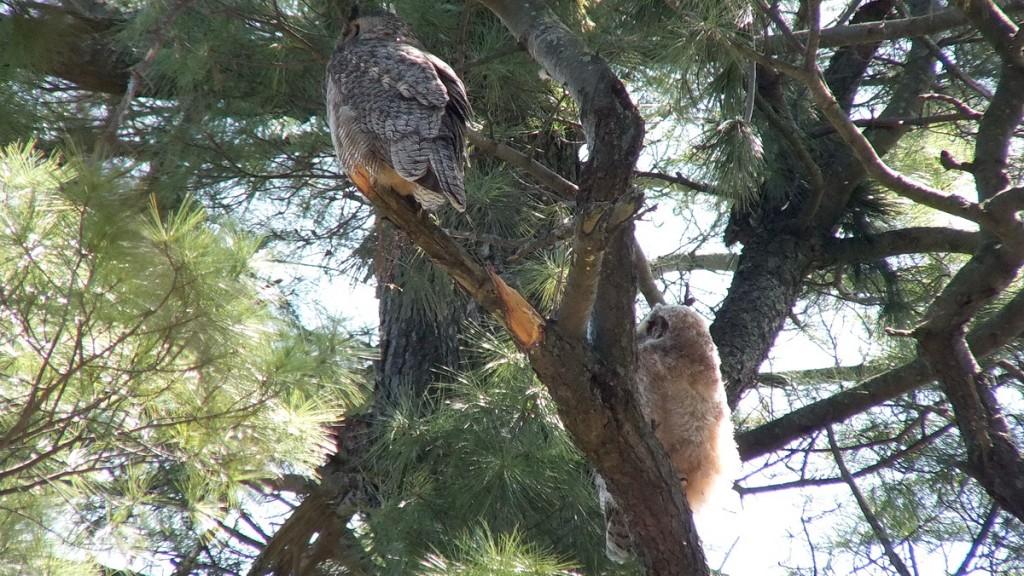 Great Horned Owl - baby 1 looks up at its mother - Thicksons Woods - Whitby - Ontario