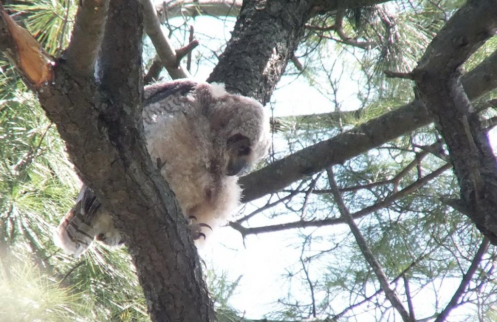 Great Horned Owl - baby 1 looks down from tree - Thicksons Woods - Whitby - Ontario