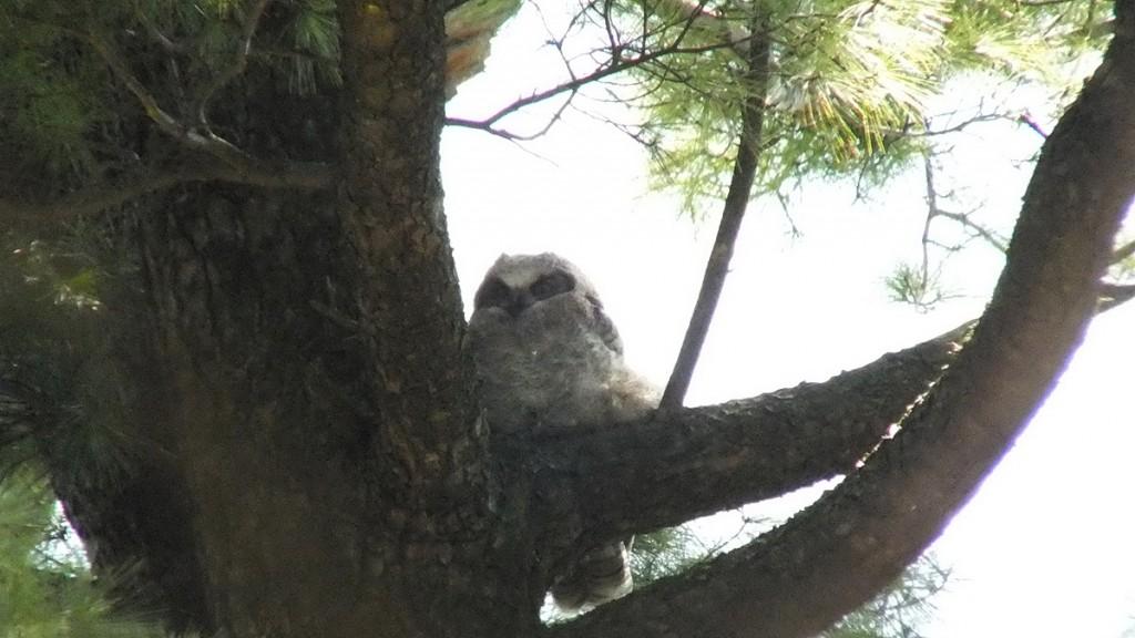Great Horned Owl - baby 2 looks at me - Thicksons Woods - Whitby - Ontario