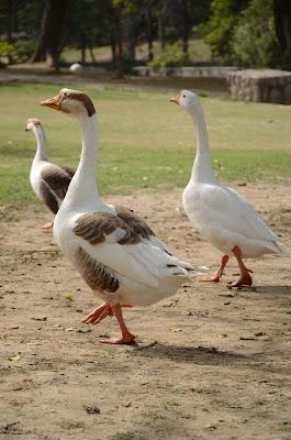 Lodi Gardens, New Delhi (Photographs)