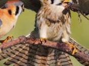 Stress From Human Activity Causes Birds Abandon Nests