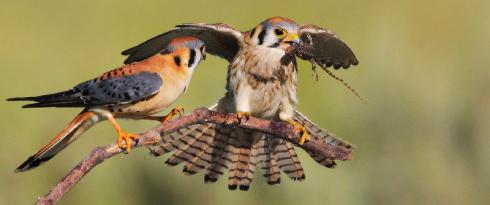 BirdsAbandonNests