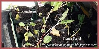 Sorrel, Sorrel, Sorrel.