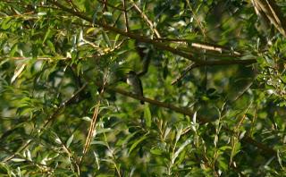 Pied Fly August last year!