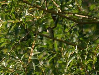 Pied Fly August last year!
