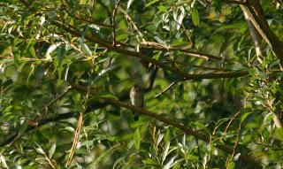 Pied Fly August last year!