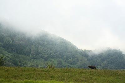 The Ups and Downs of Mt. Apo